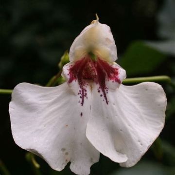Impatiens tinctoria - Vast vlijtig liesje