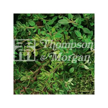 Echte tijm Old English - Thymus vulgaris