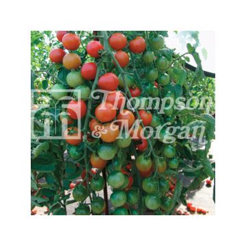 Cherrytomaat Cherrola F1