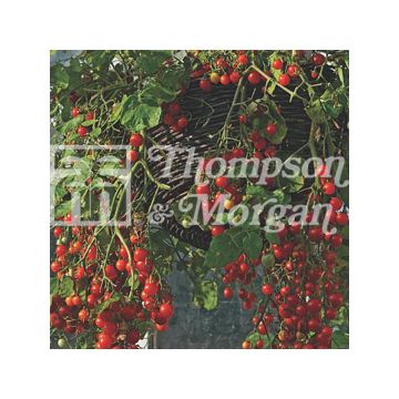 Cherrytomaat Cherry Cascade