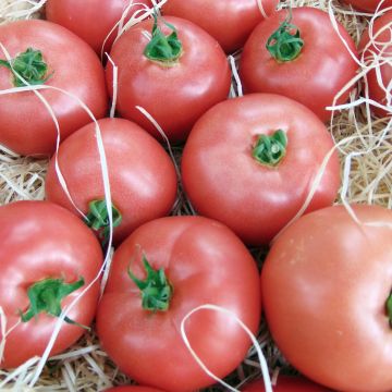 Tomaat Honey Moon F1