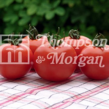 Trostomaat Orkado F1-hybride