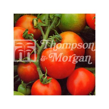 Struiktomaat Red Alert