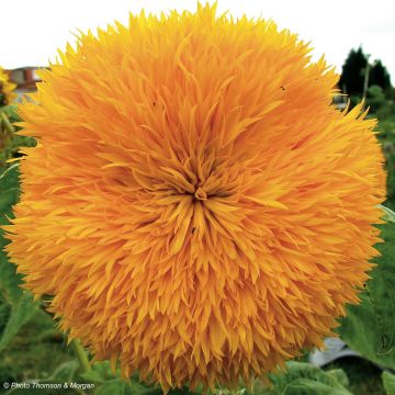 Dwergzonnebloem Teddy Bear (zaad) - Helianthus annuus
