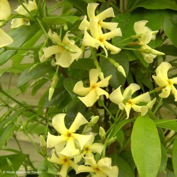 Trachelospermum asiaticum - Japanse sterjasmijn