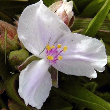Tradescantia andersoniana Domaine de Courson - Eendagsbloem