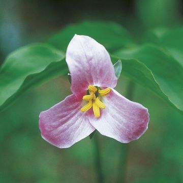 Trillium catesbyi - Drieblad
