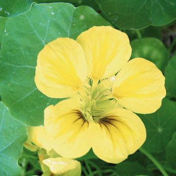 Tropaeolum ciliatum - Oost-Indische kers