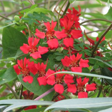 Tropaeolum speciosum - Oostindische kers