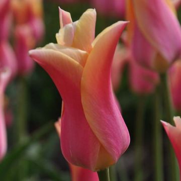 Tulipa Marianne - Leliebloemige tulp