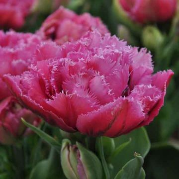 Tulipa crispa Match Point - gefranjerde tulp