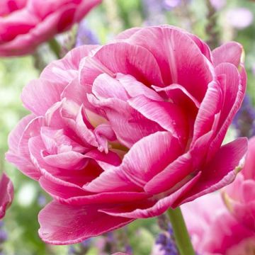 Tulipa Aveyron - Dubbele late tulp