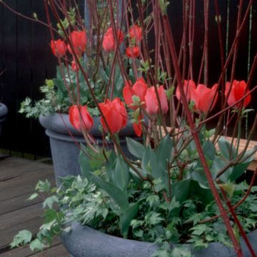 Tulipe Triumph Cassini - Triumphtulp