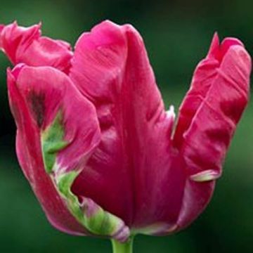 Tulipa Cerise Parrot - Papegaaitulp