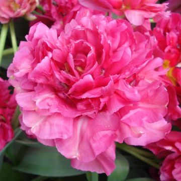 Tulipa Chato - Dubbele late tulp