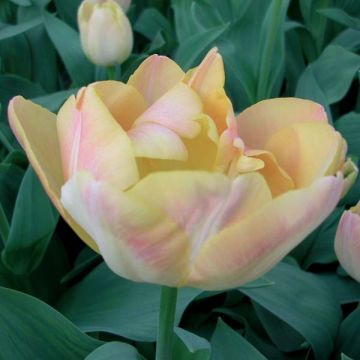 Tulipe double tardive Crème Up Star