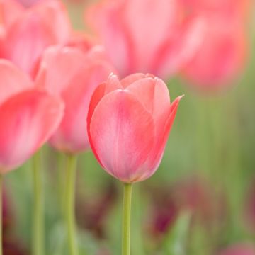 Tulipa Darwin Pink Sound - Darwintulp