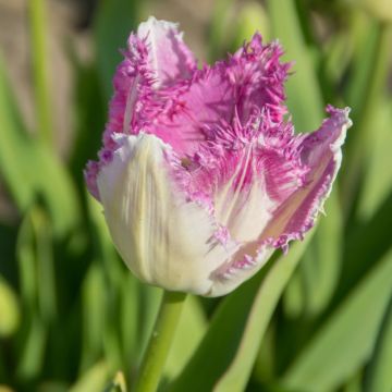 Tulipa crispa Eye Lash - gefranjerde tulp