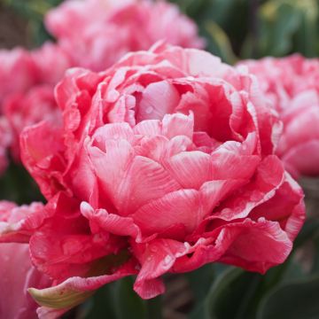 Tulipa Sweet Amy - Dubbele vroege tulp