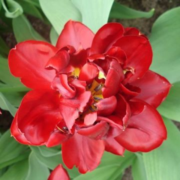 Tulipa Matrix - Dubbele vroege tulp