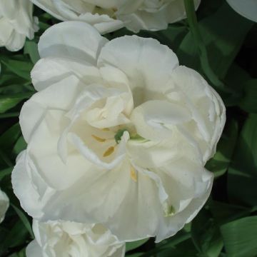Tulipa White Heart - Dubbele late tulp