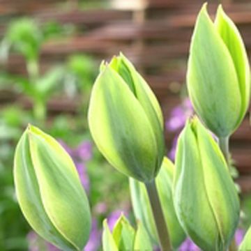 Tulipa Evergreen - Laatbloeiende enkele tulp