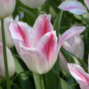 Tulipa Holland Chic - Leliebloemige tulp