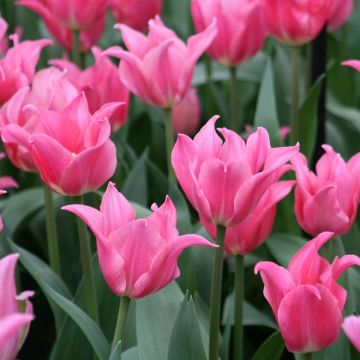 Tulipa Pretty Love - Leliebloemige tulp