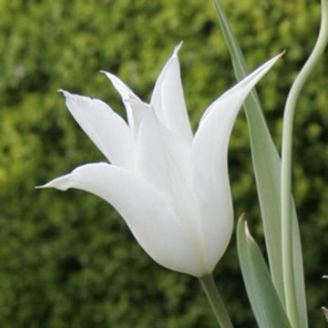 Tulipa Sapporo - Leliebloemige tulp