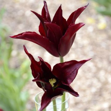 Tulipa Sarah Raven - Leliebloemige tulp
