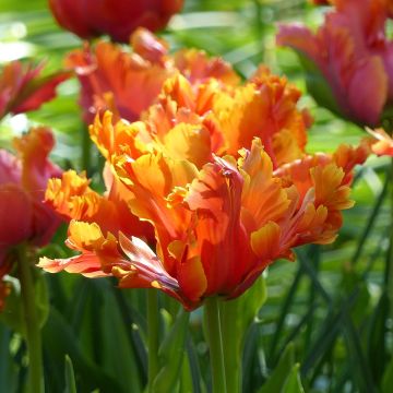 Tulipe Amazing Parrot - Papegaaitulp