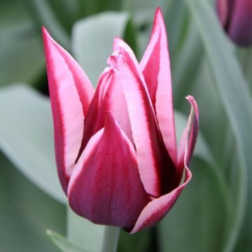 Tulipa Triumph Rajka - Triumphtulp