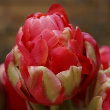 Tulipa Renown Unique - Dubbele late tulp