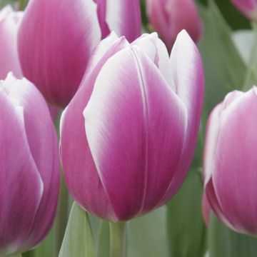 Tulipe Triumph Synaeda Blue - Triumphtulp