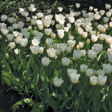 Tulipe Triumph Hibernia - Triumphtulp