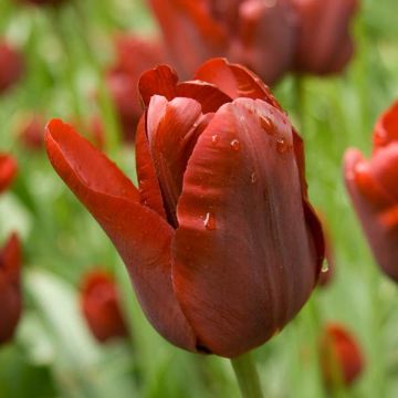 Tulipa Triumph Jan Reus - Triumphtulp