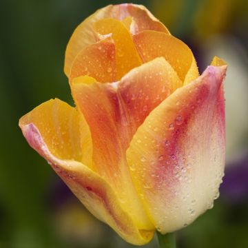 Tulipa Triumph Salmon Dynasty - Triumphtulp