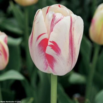 Tulipa Sorbet - Enkele late tulp