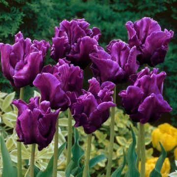 Tulipa Triumph Victoria's Secret - Triumphtulp