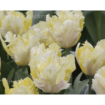 Tulipa Crème Lizzard - Papegaaitulp