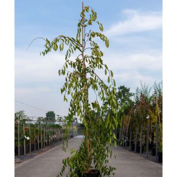 Ulmus glabra var. Pendula Mauro - Ruwe iep