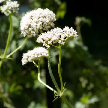 Valeriana officinalis - Echte valeriaan