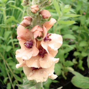 Verbascum Helen Johnson - Toorts