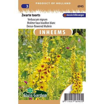 Verbascum nigrum (zaad) - Zwarte toorts