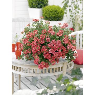 Verbena Estrella Voodoo Red Star - Hangverbena