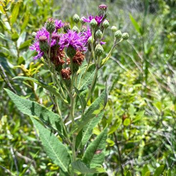 Vernonia gigantea - Ijzerkruid