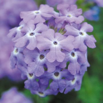 Verbena tapien Sky Blue - Hangverbena