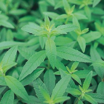 Citroenverbena BIO - Aloysia citriodora