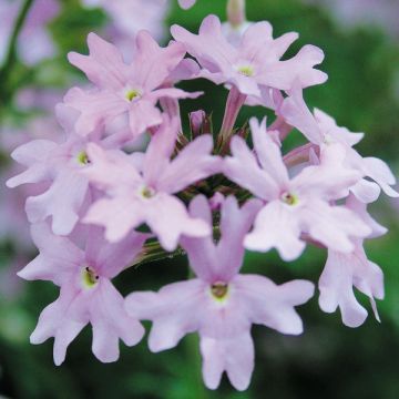 Verbena Star Dreams Lila - IJzerhard