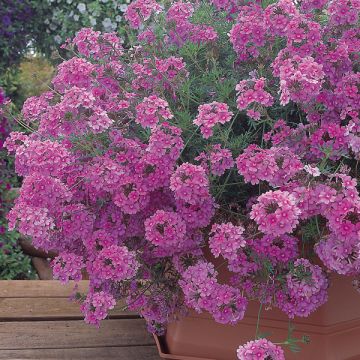 Verbena Star Dreams Donkerroze - IJzerhard
